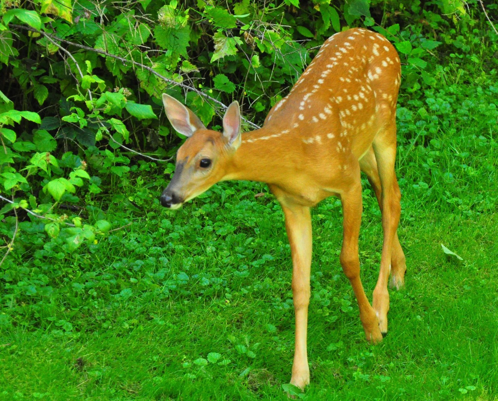 Fawn